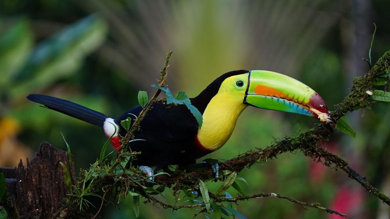 Costa Rica: Die schönsten Orte im Land des „pura vida“