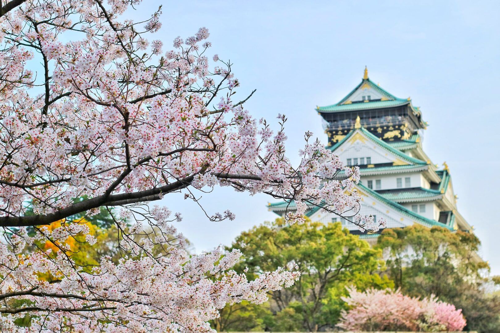 Japanische Kirschblütenzeit: Ein Traum in Rosa