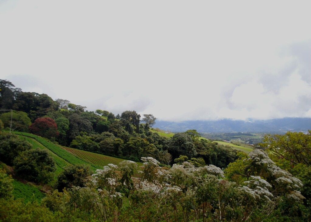 Grünes Grasfeld unter weißem Himmel am Tag in Costa Rica