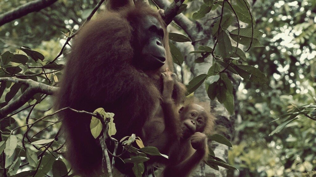 Eine Orang-Utan-Mutter mit ihrem Baby sitzt in einem Baum, umgeben von grünen Blättern im Dschungel.