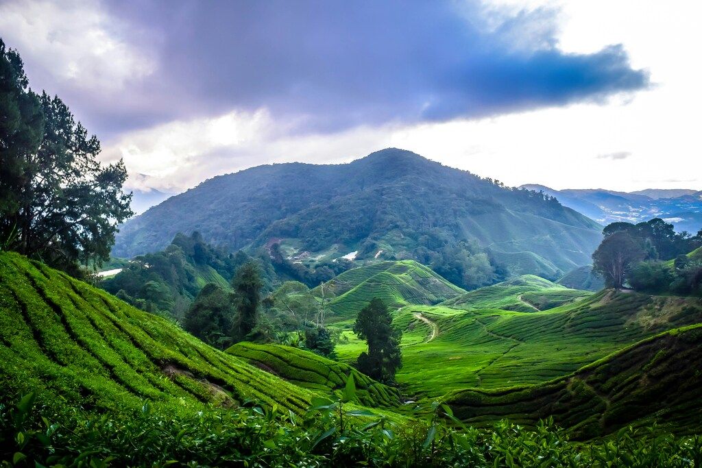 Blick auf eine grüne Teeplantage in den Cameron Highlands, Malaysia, umgeben von Hügeln und bewölktem Himmel.