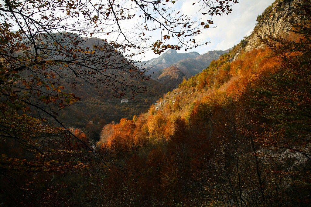 Bäume auf dem Berg