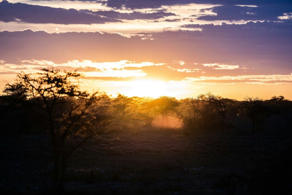 Kahle Bäume unter blauem Himmel bei Sonnenuntergang