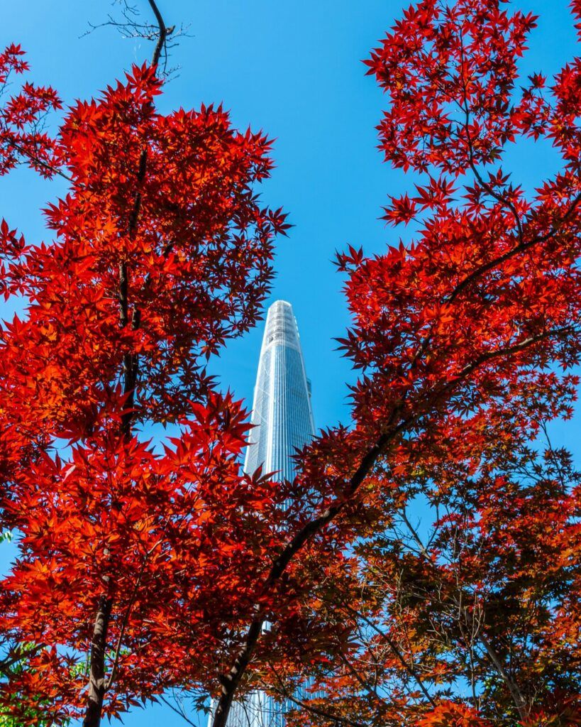 Ein hoher Wolkenkratzer ragt hinter leuchtend roten Herbstblättern in den Himmel.