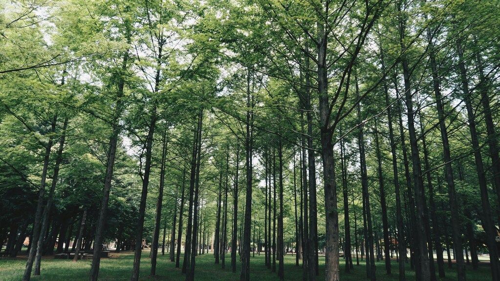 Dichter Wald mit hohen, schlanken Bäumen: Südkoreas Sehenswürdigkeiten