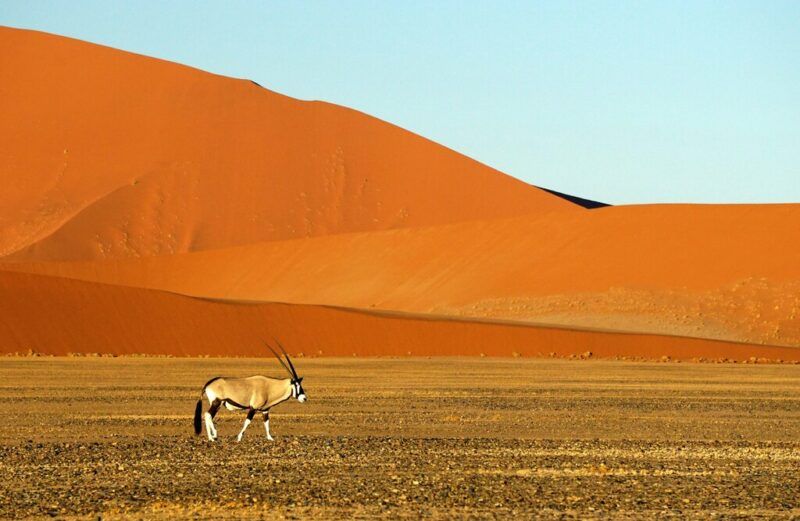 Die beste Namibia-Reisezeit: So wird dein Afrika-Abenteuer ein voller Erfolg