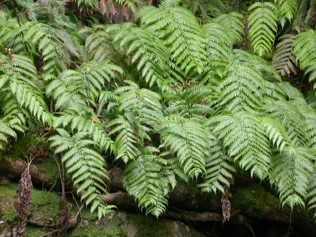 Dichte grüne Farnblätter im Wald