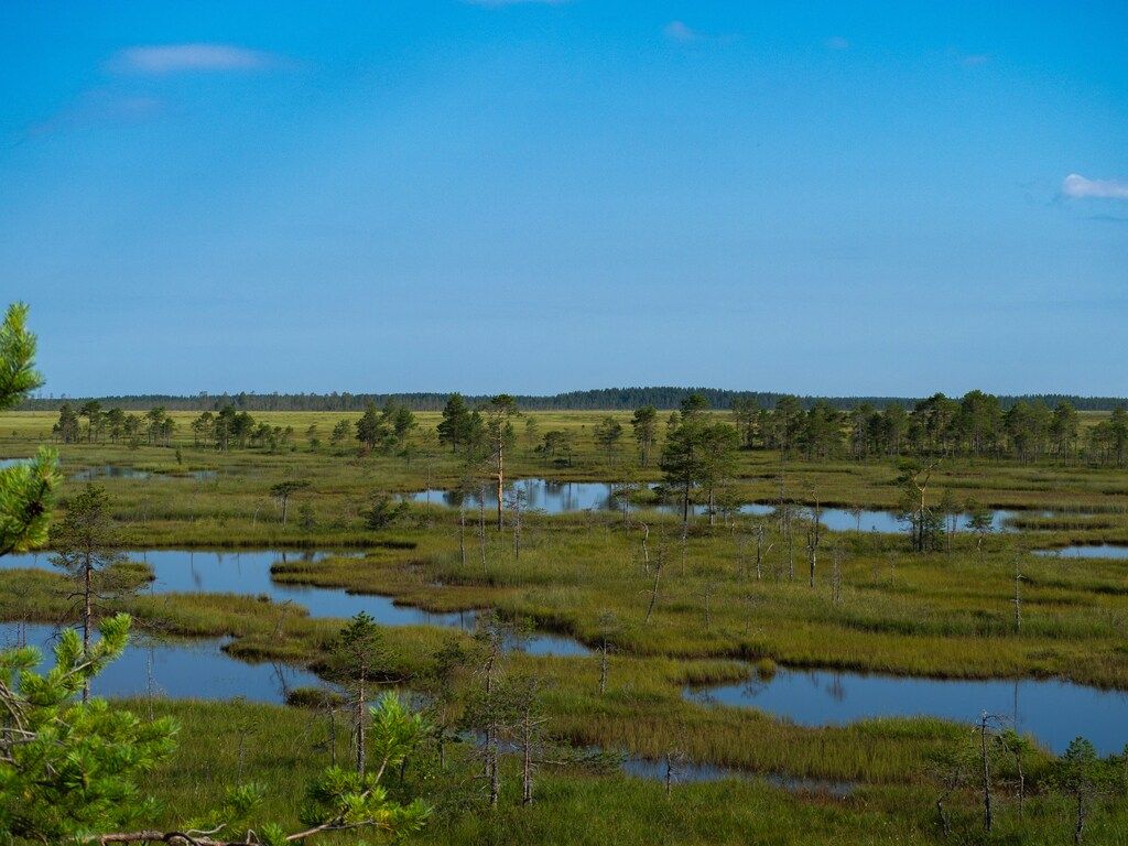 Weitläufiges Moorgebiet mit kleinen Wasserflächen und Bäumen.