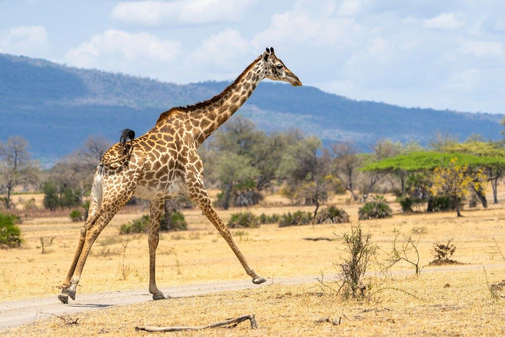 a giraffe walking across a dry grass field