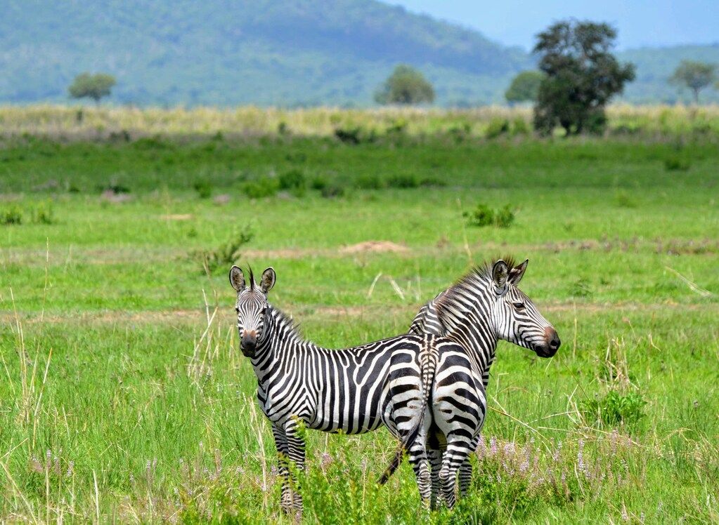 Zwei Zebras auf einer Wiese