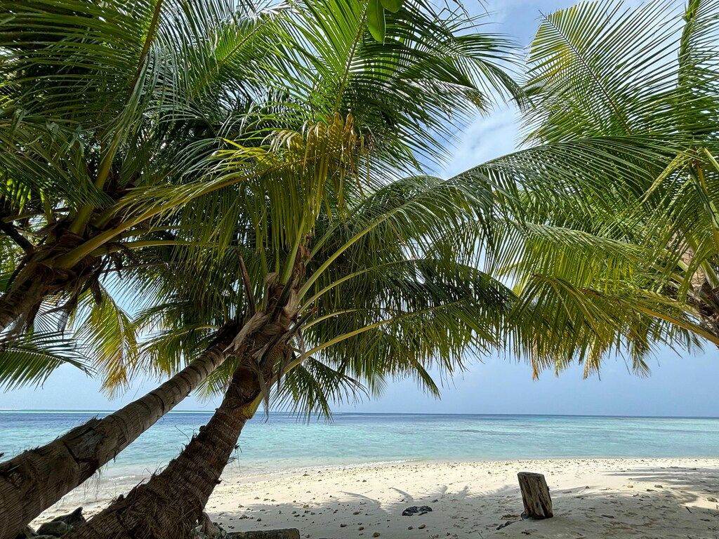 Sandstrand mit Palmen, die über das ruhige, blaue Wasser ragen