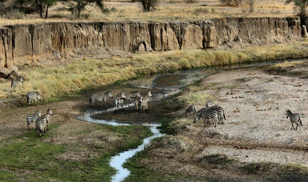 Zebra in der Nähe der Berge