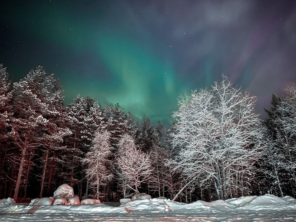 Das Nordlicht tanzt über einem verschneiten Wald und schafft eine magische Atmosphäre.