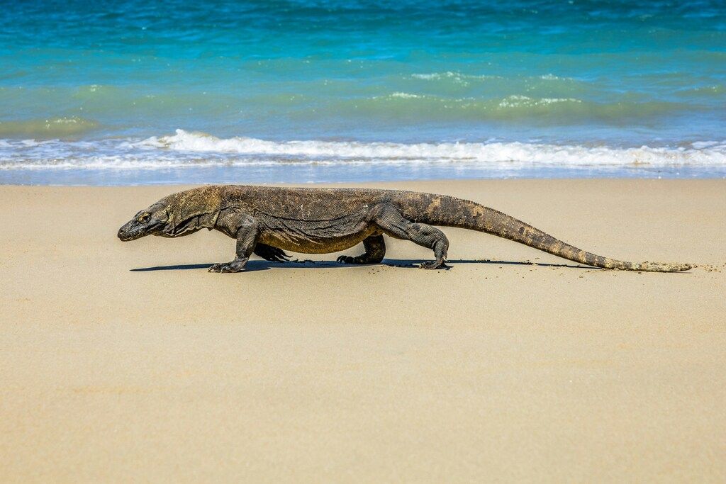 Indonesiens Sehenswürdigkeiten: Eine Eidechse am Strand