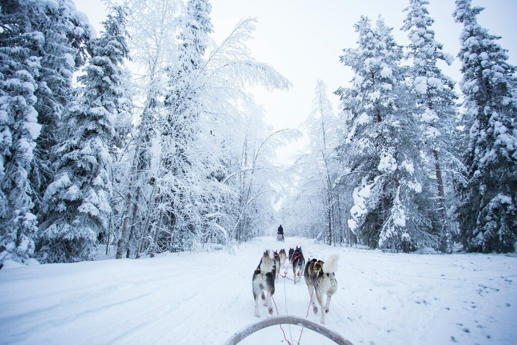 Ein Hundeschlitten fährt durch einen dichten, schneebedeckten Wald