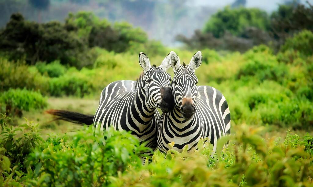 Gruppe von Menschen, die während einer Safari in Südafrika aus einem offenen Geländewagen lachen, organisiert von WeRoad.