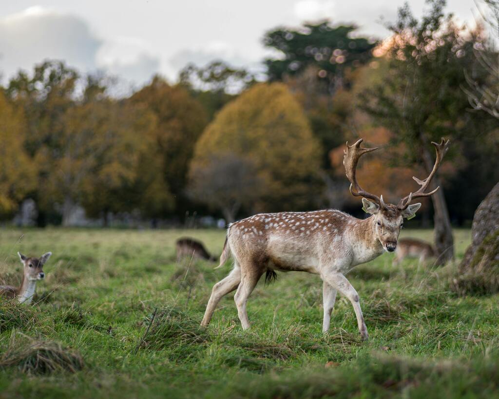 Ein Hirsch in Phoenix Park, Dublin, umgeben von herbstlicher Landschaft.