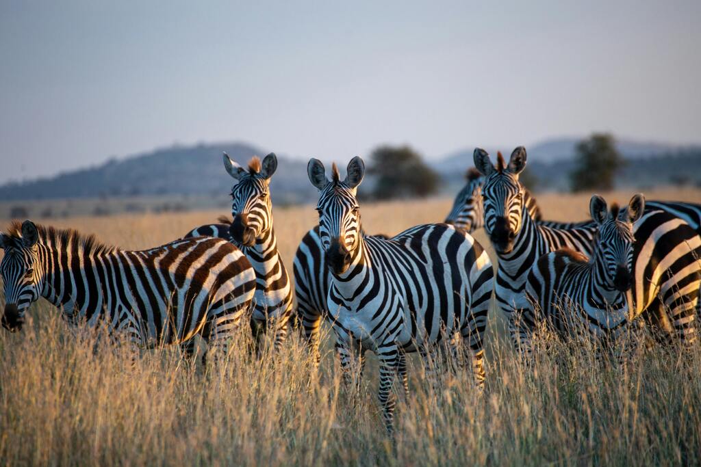 Zebras in der Serengeti-Savanne – Eine Herde Zebras steht in der goldenen Savanne der Serengeti im Sonnenlicht.