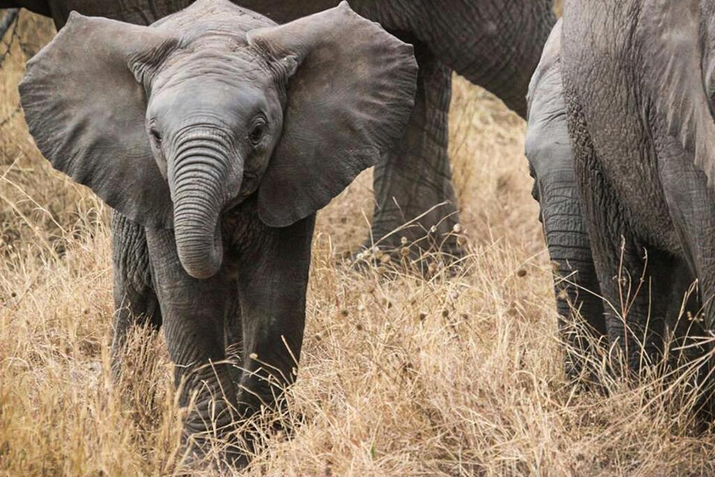 Junger Elefant in der afrikanischen Wildnis – Ein niedliches Elefantenbaby steht zwischen erwachsenen Elefanten in der Wildnis Afrikas.