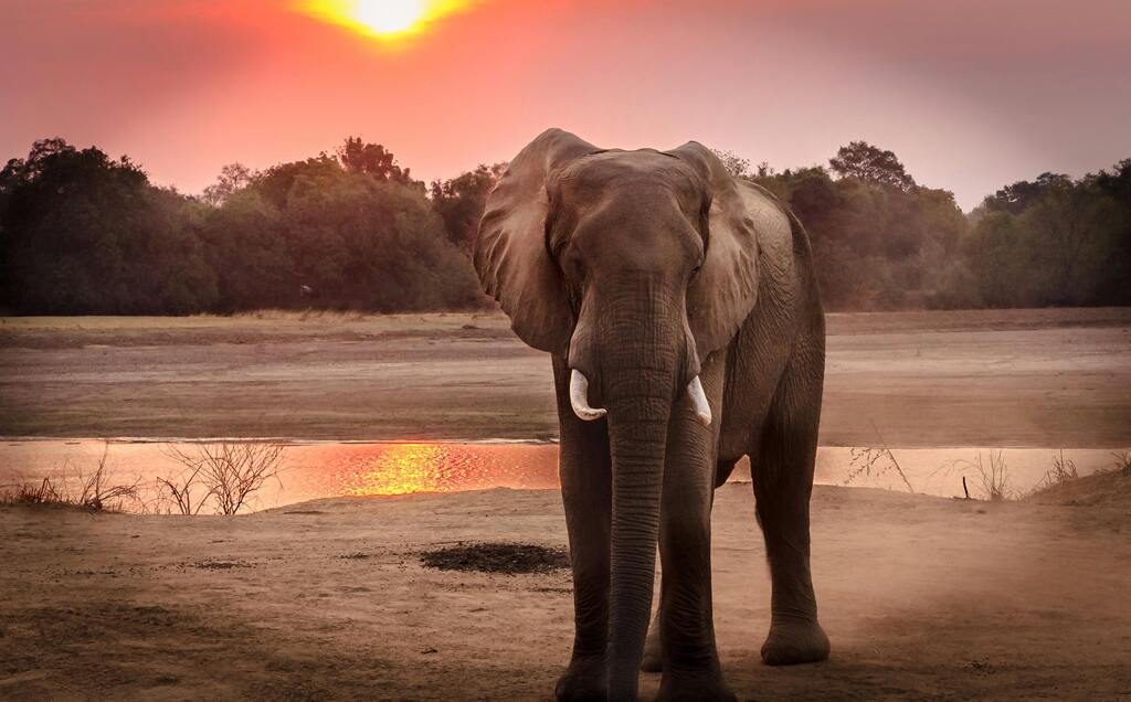 Auf den Spuren der Big Five: die besten Safari-Destinationen für Tierliebhaber