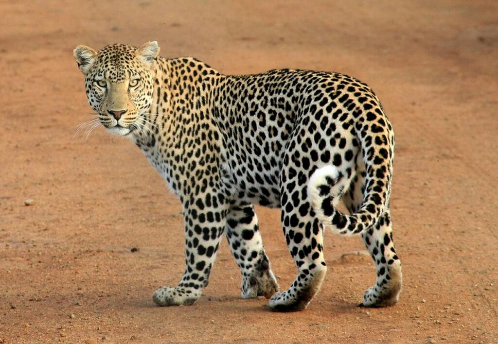 Leopard auf sandigem Boden, blickt direkt in die Kamera.