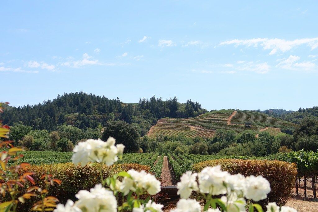 Napa Valley mit blühenden weißen Blumen im Vordergrund.