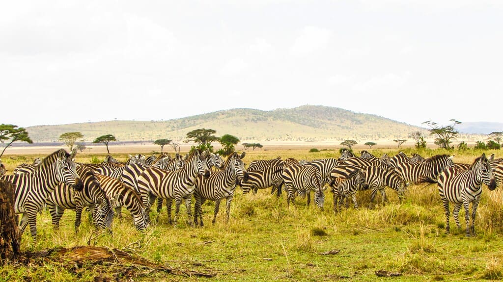 Gruppe von Zebras grast in der weiten afrikanischen Savanne mit sanften Hügeln im Hintergrund.