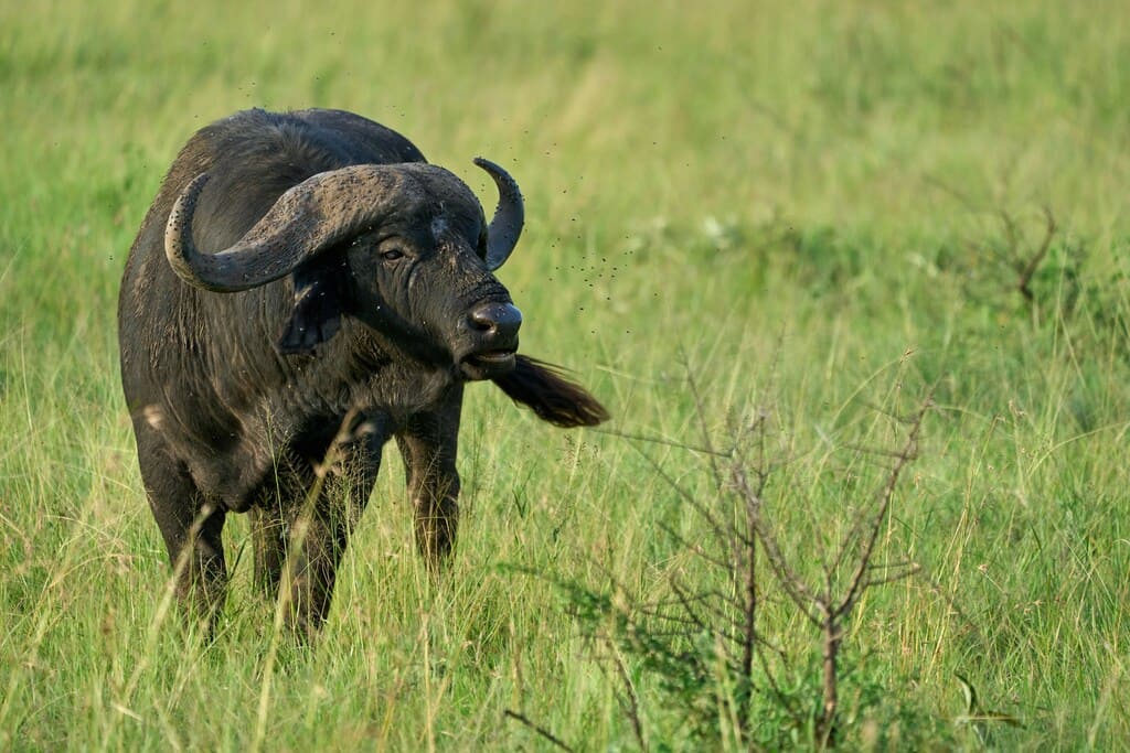 Ein afrikanischer Büffel steht wachsam im grünen Gras, umgeben von fliegenden Insekten.