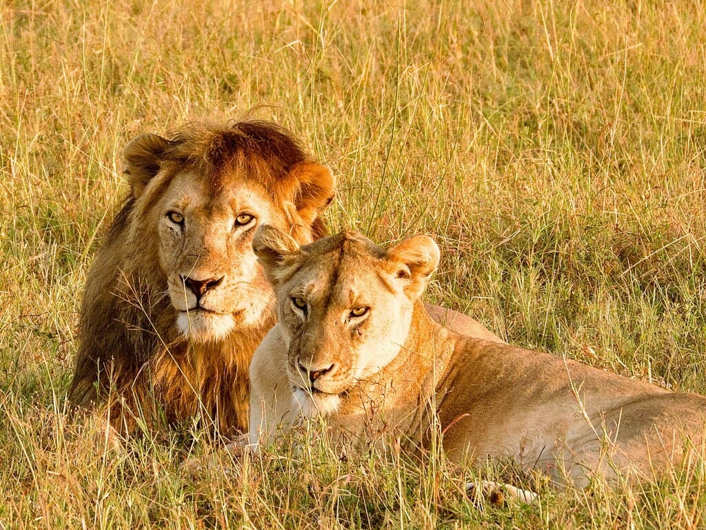 Ein Löwenpaar ruht im hohen Gras der afrikanischen Savanne und blickt direkt in die Kamera.