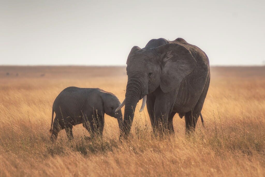 Serengeti Nationalpark: Safari-Erlebnis, beste Reisezeit und was dich in der Wildnis Tansanias erwartet