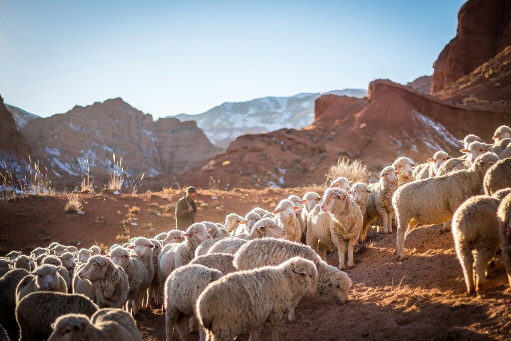 Hirte mit Schafherde inmitten der roten Felslandschaft von Kirgisistan