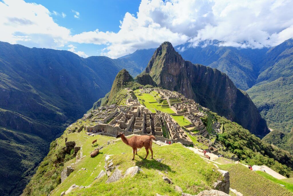 Lama steht auf grüner Terrasse mit Blick auf die Inka-Zitadelle Machu Picchu in Peru.