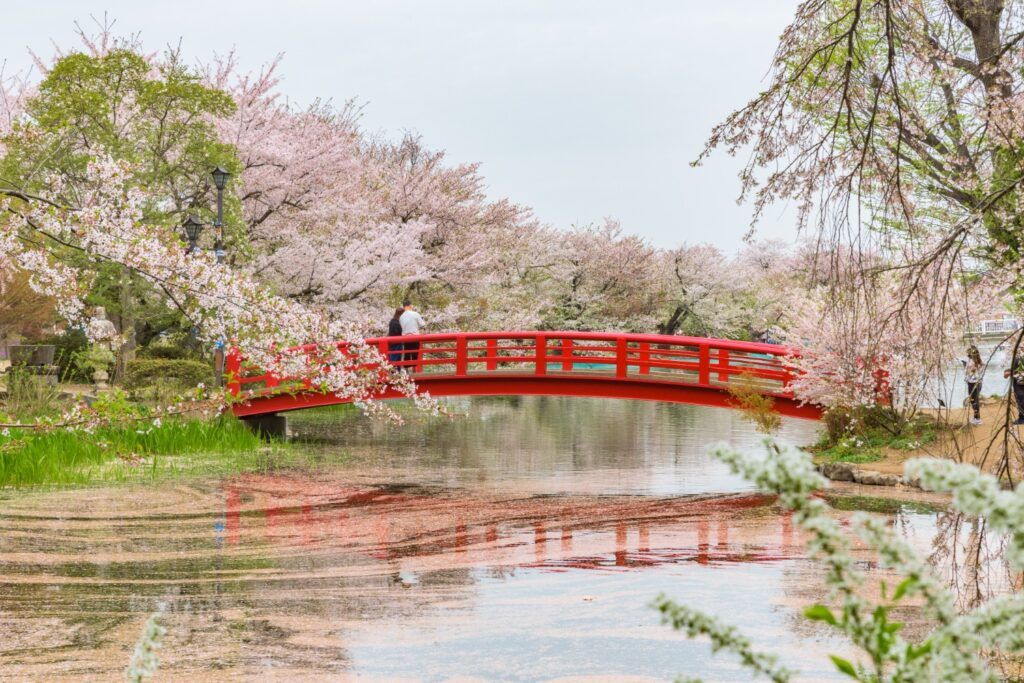 Rote Holzbrücke über einen Teich, umgeben von blühenden Kirschblüten (Sakura) in Japan, passend zum Tag des Grüns.