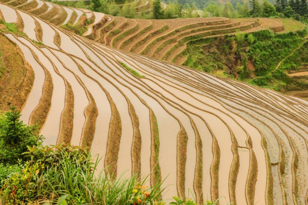 Die bewässerten Reisterrassen von Longji, die in wellenförmigen Mustern die Hügel bedecken.
